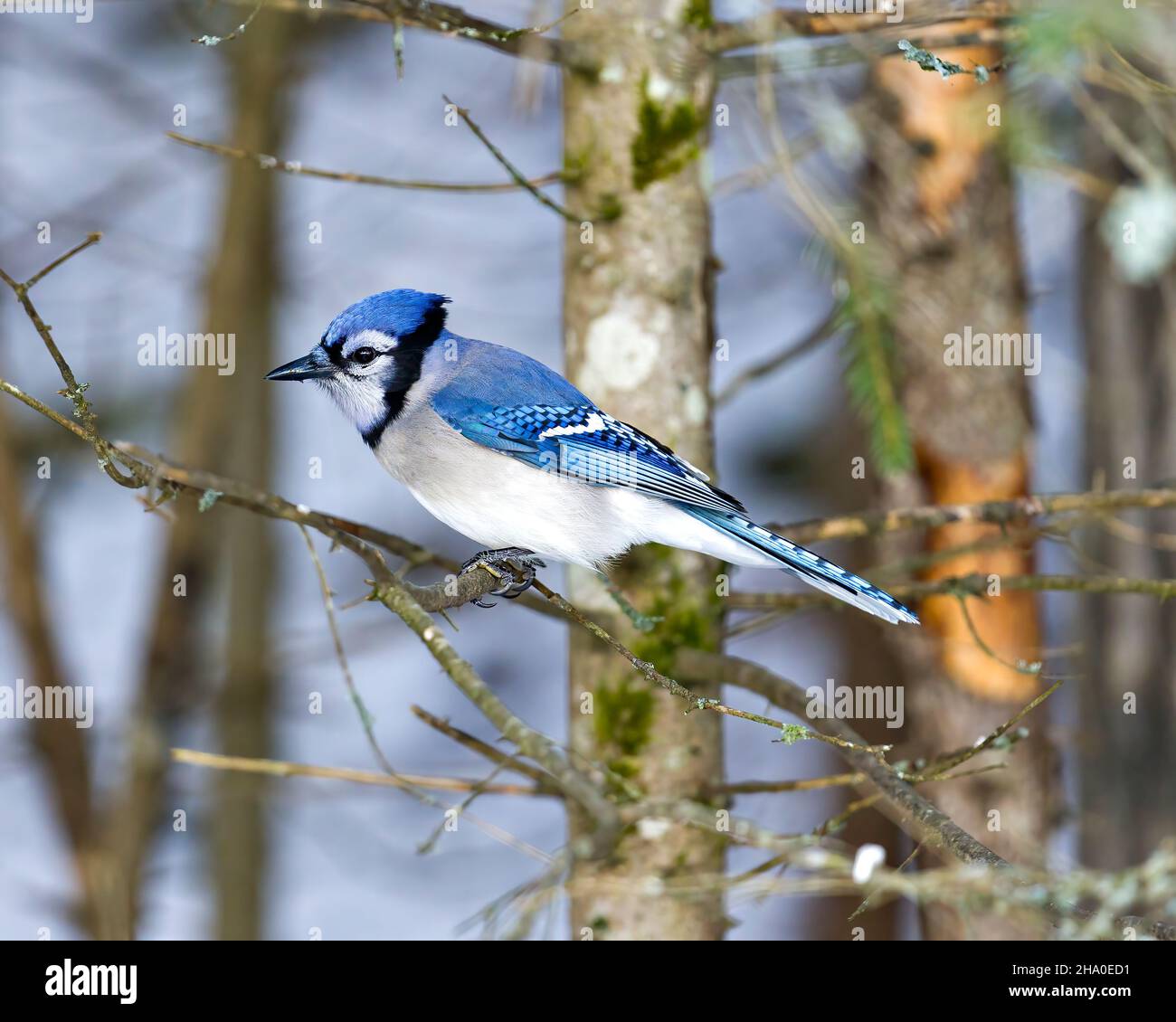 Blue Jay uccello primo piano, appollaiato su un ramo con uno sfondo di foresta sfocata nell'ambiente forestale e habitat circostante mostra piuma blu pl Foto Stock