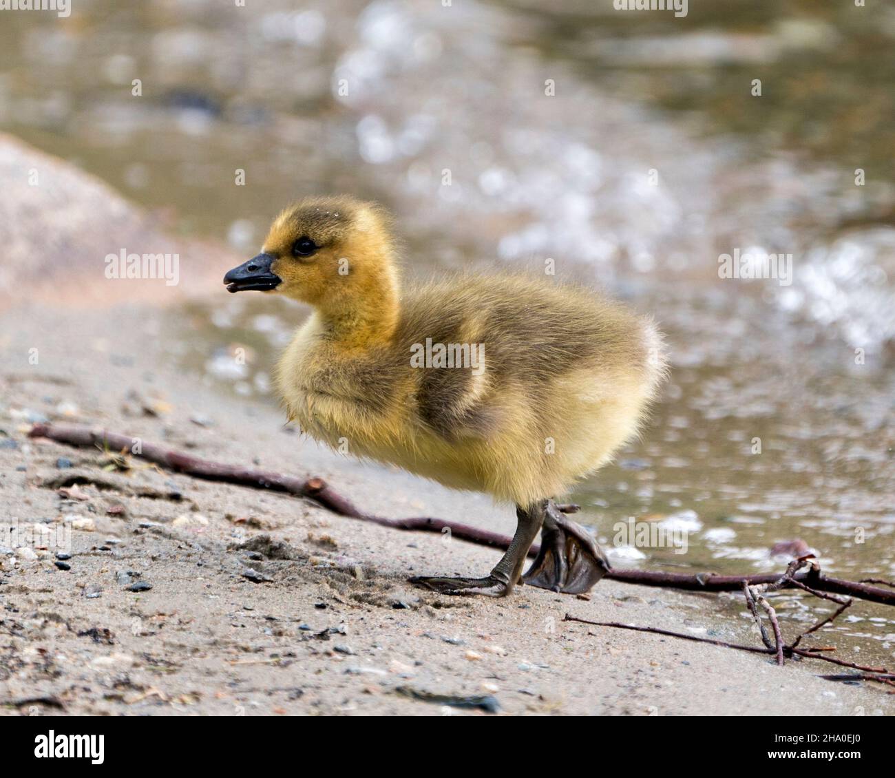 Canadian baby gosling primo piano profilo vista camminare sul bordo di acqua nel suo ambiente e habitat. Canada Goose Image. Immagine. Verticale. Foto. Foto Stock