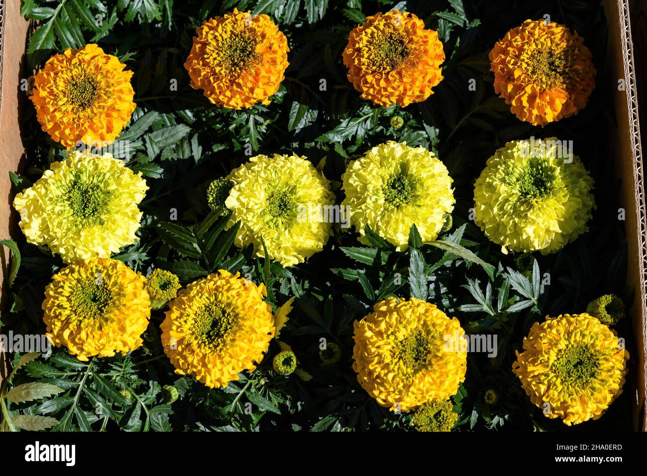 Grande gruppo di tageti arancioni o fiori di marigold africani in un giardino in un giardino estivo soleggiato, sfondo floreale testurizzato fotografato con morbido fo Foto Stock