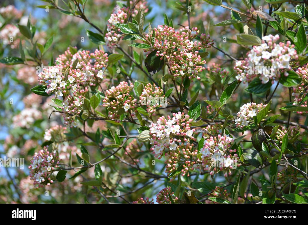 Arbusto con molti delicati fiori bianchi di pianta di Viburnum carlesii comunemente conosciuta come arrowwood o viburnum di spezia coreano in un giardino in una sorgente soleggiata d Foto Stock