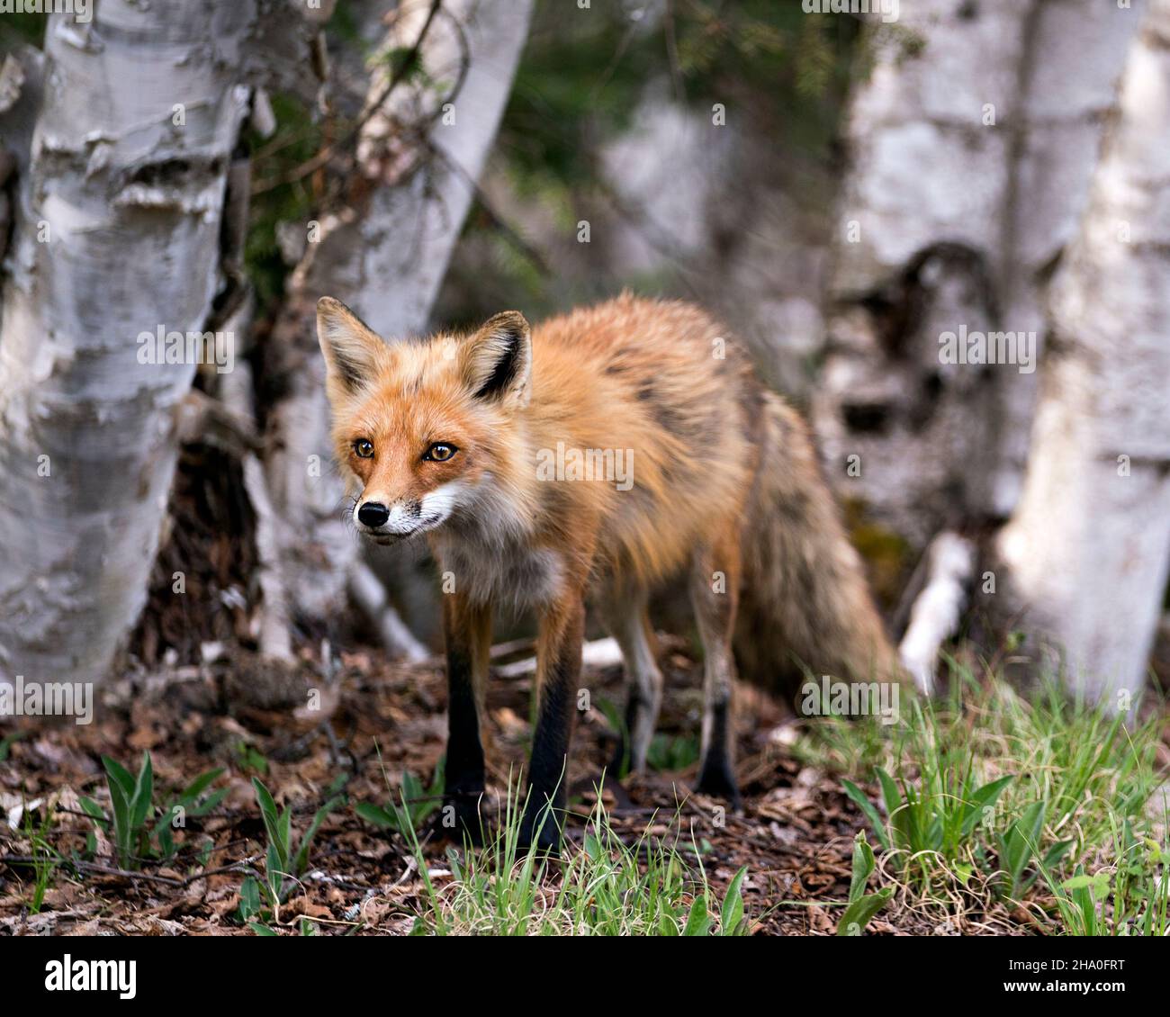Vista ravvicinata del profilo della volpe rossa in primavera con sfondo di alberi di betulla nel suo ambiente e habitat. Immagine Fox. Immagine. Verticale. Foto. Foto Stock