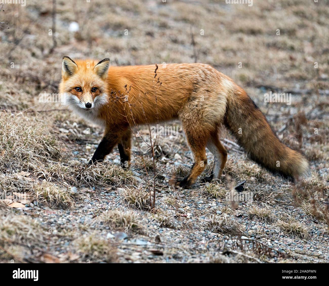 Vista laterale del profilo di Red Fox close-up nella stagione primaverile con sfondo sfocato e godere del suo ambiente e habitat. Immagine Fox. Immagine. Foto Stock