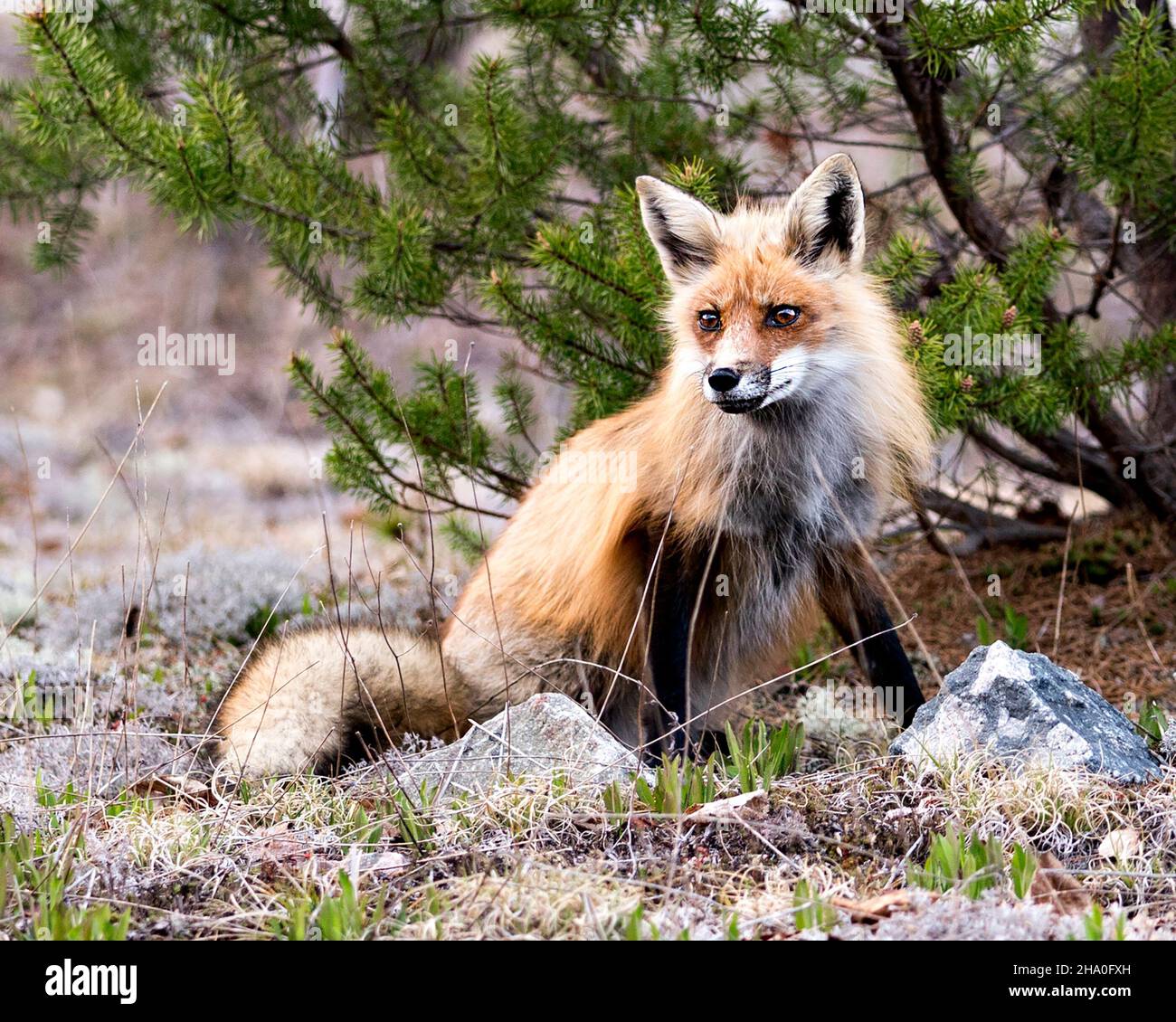 Red Fox close-up vista profilo seduta con uno sfondo sfocato rami di abete rosso nel suo ambiente e habitat. Immagine Fox. Immagine. Verticale. Foto Stock