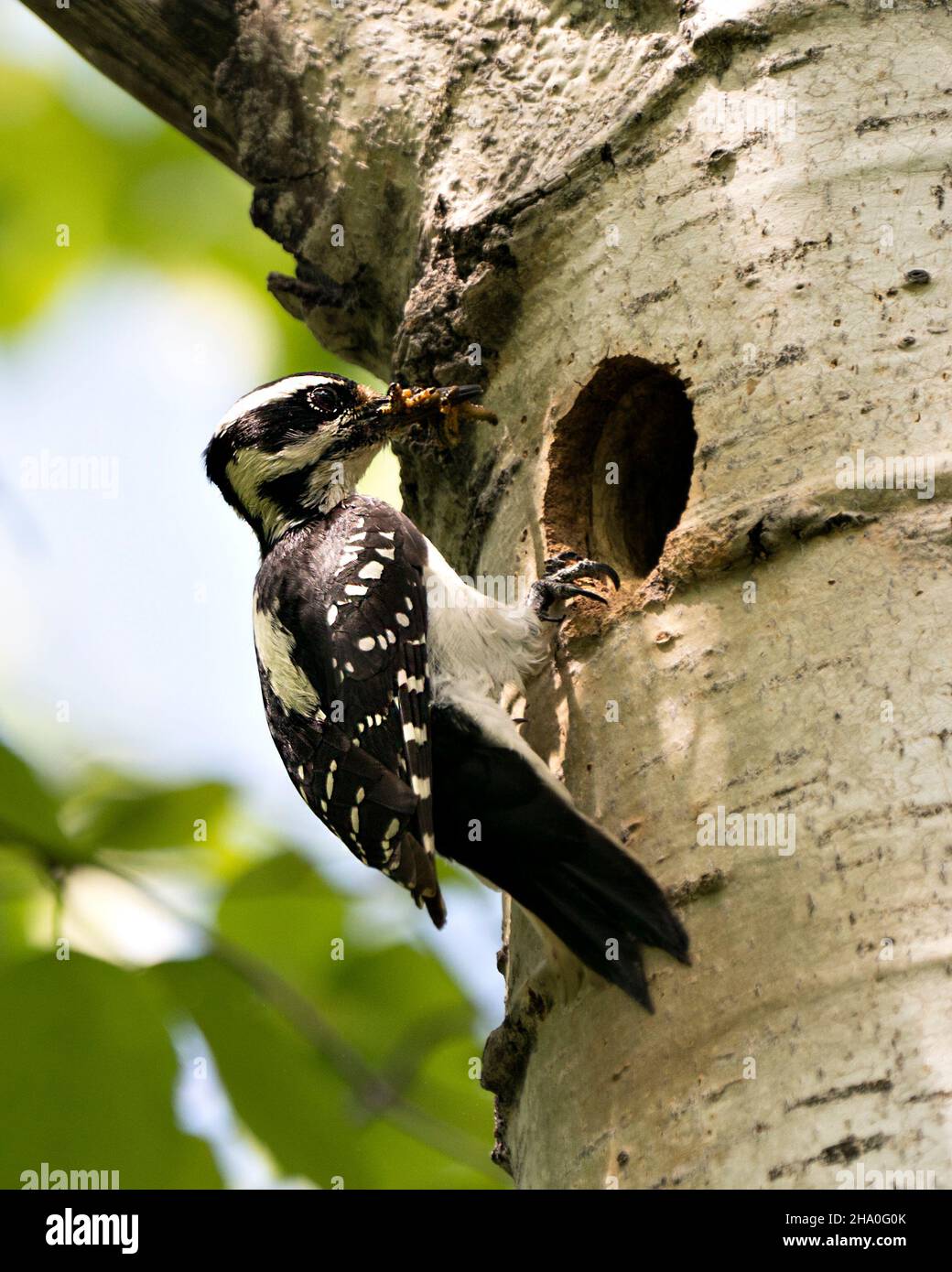 Woodpecker che guarda nella sua cavità nido ingresso all'interno del tronco di albero nel suo ambiente e habitat con cibo per insetti nel suo becco. Immagine. Immagine. Verticale Foto Stock