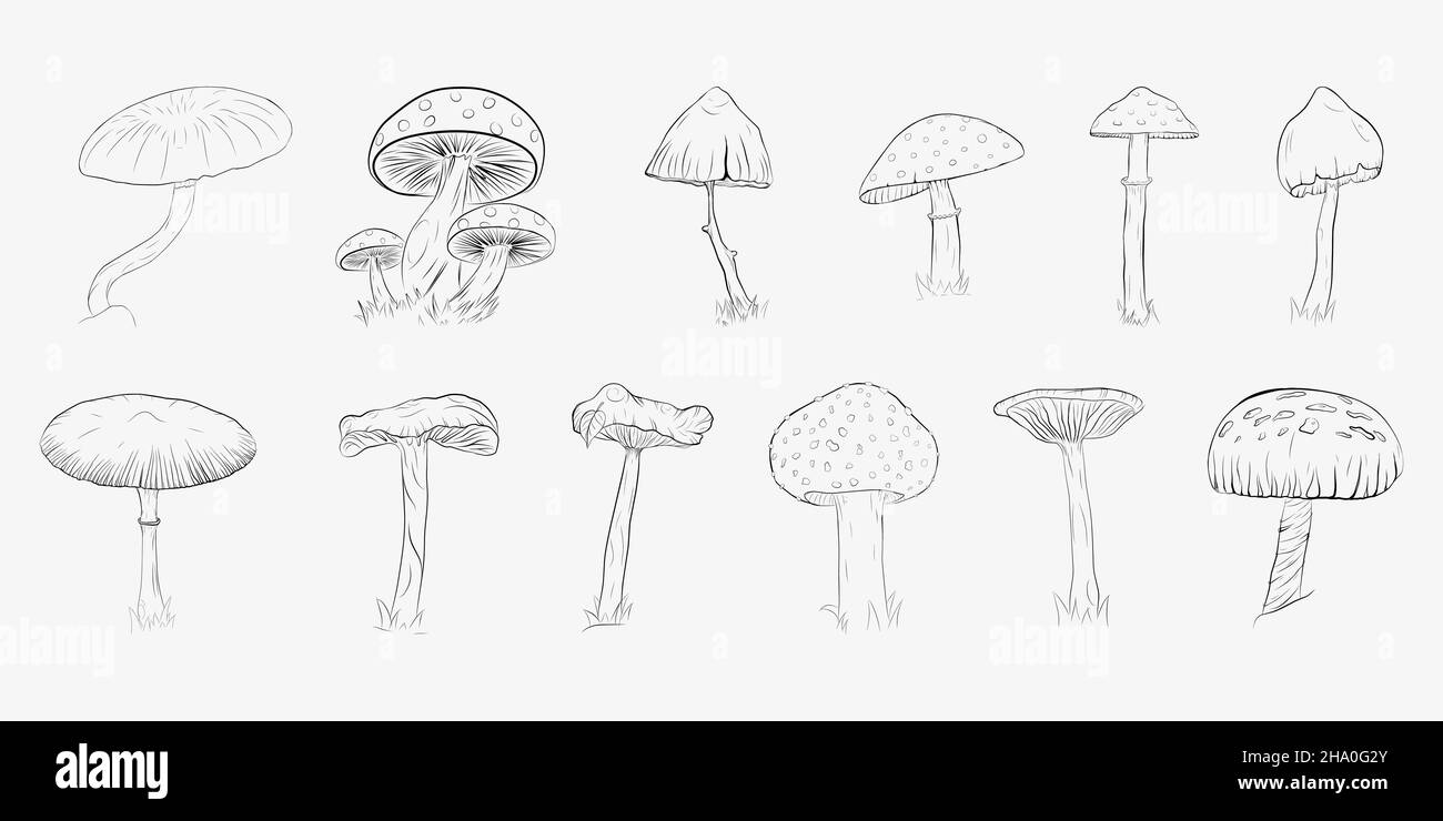 Un set di vari funghi disegnati a mano. Illustrazione Vettoriale