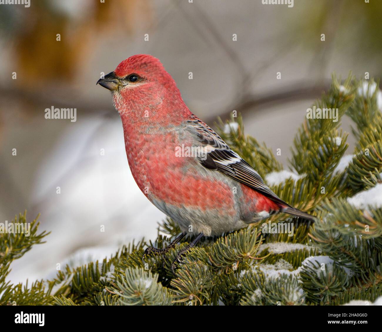 Pine Grosbeak vista ravvicinata arroccata su un ramo di abete con neve e uno sfondo sfocato che mostra piumaggio rosso piuma nel suo ambiente e habitat. Foto Stock