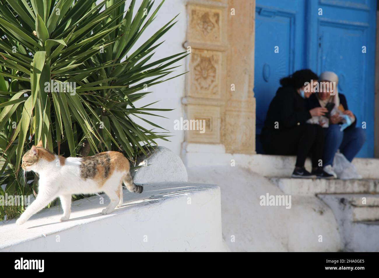 La Tunisia, Sidi Bou Said Foto Stock