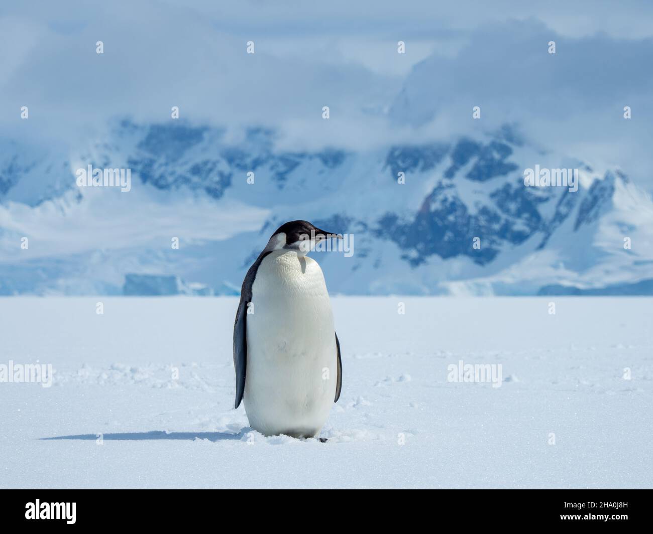 Pinguino dell'imperatore giovanile, Appenodytes forsteri, sul ghiaccio marino della penisola dell'Antartide Foto Stock
