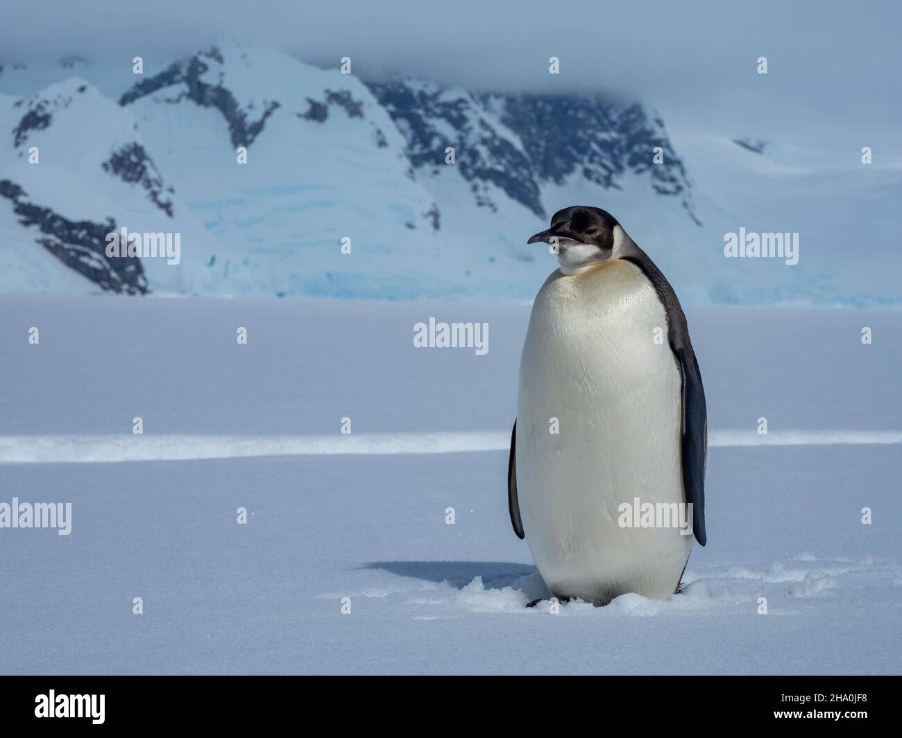 Pinguino dell'imperatore giovanile, Appenodytes forsteri, sul ghiaccio marino della penisola dell'Antartide Foto Stock