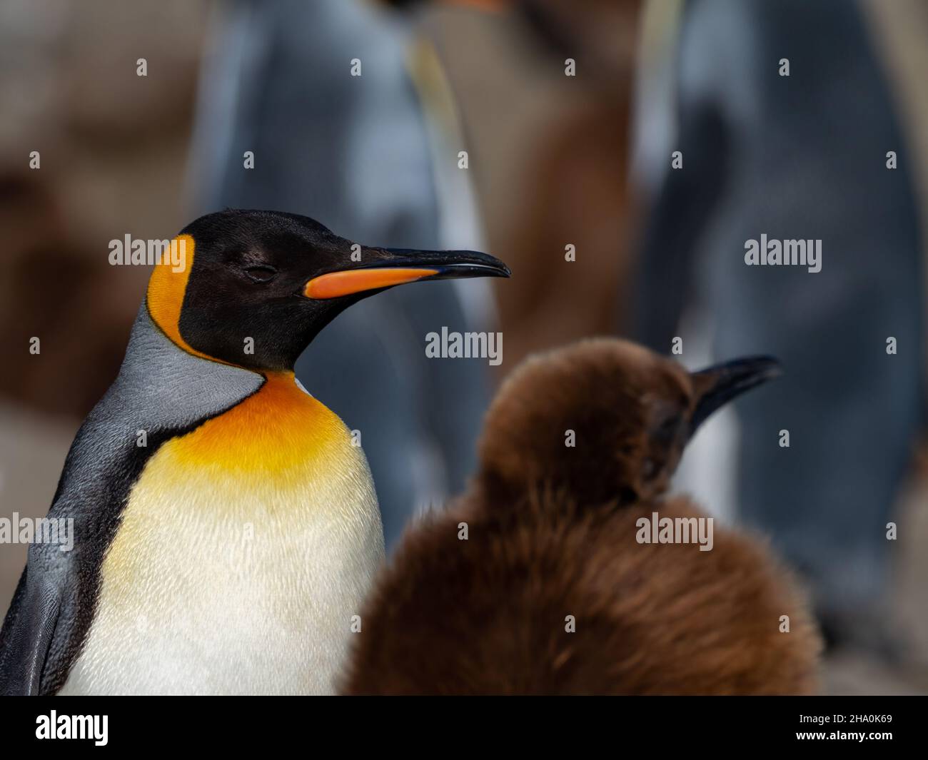 King Penguin, Appenodytes patagonicus, nella più grande colonia di St. Andrews Bay, South Georgia Island Foto Stock