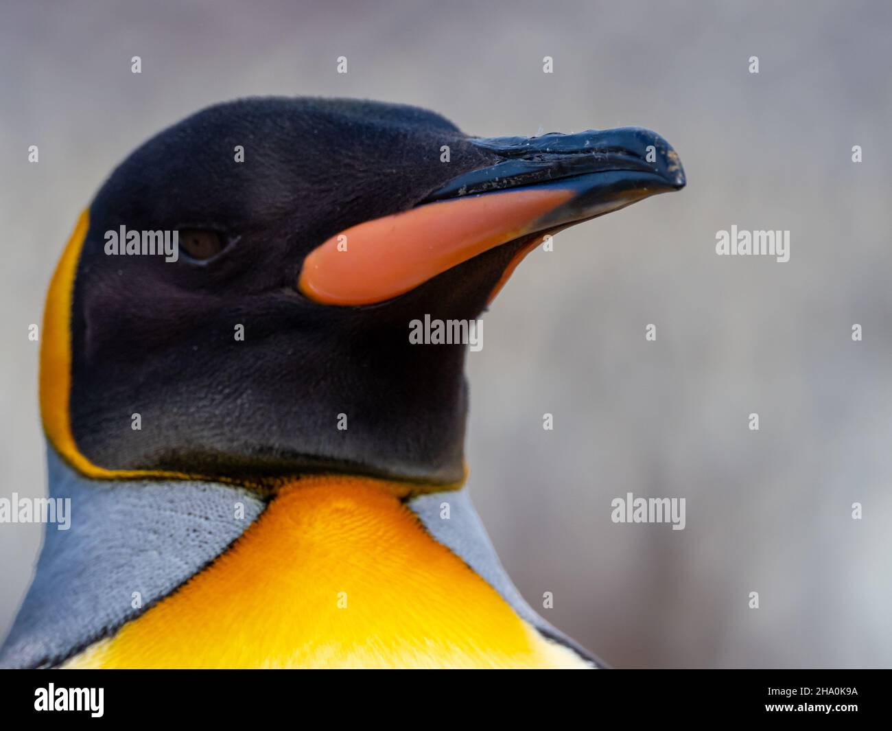King Penguin, Appenodytes patagonicus, nella più grande colonia di St. Andrews Bay, South Georgia Island Foto Stock
