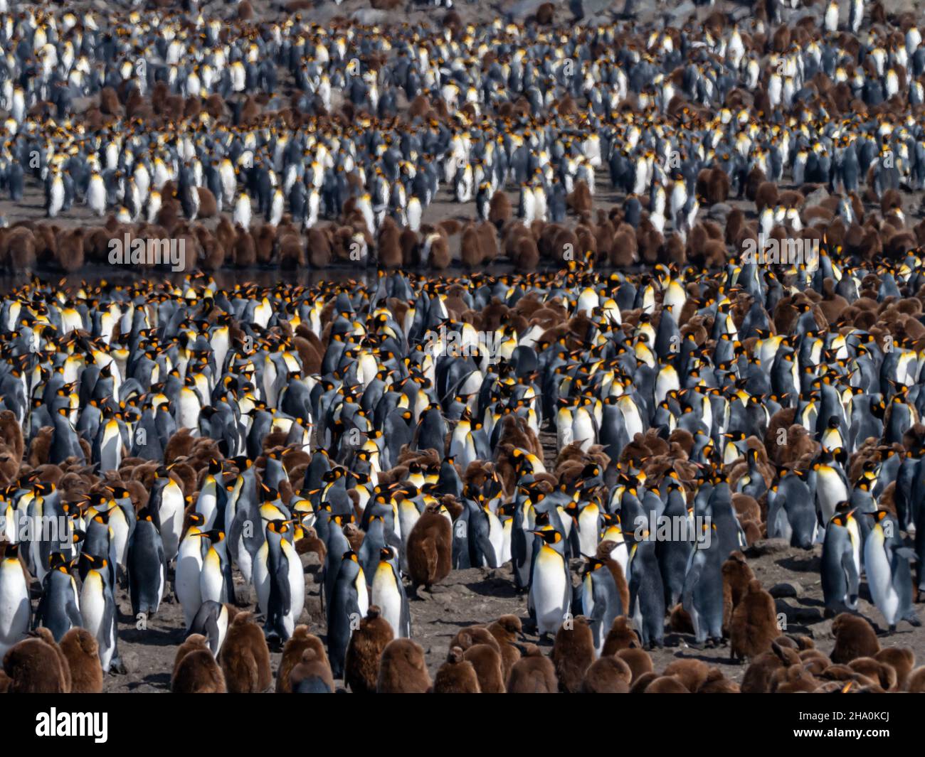 King Penguin, Appenodytes patagonicus, nella più grande colonia di St. Andrews Bay, South Georgia Island Foto Stock