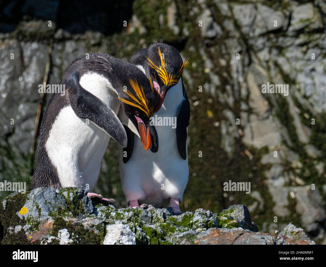 Pinguino macaroni, Eudyptes chrysolophus, in mostra sull'Isola della Georgia del Sud Foto Stock