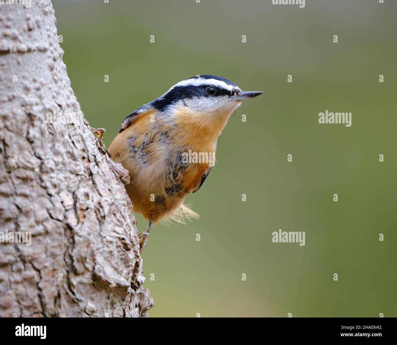 Nuthatch rosso, Sitta canadensis, con piume di muta arroccate su albero Foto Stock