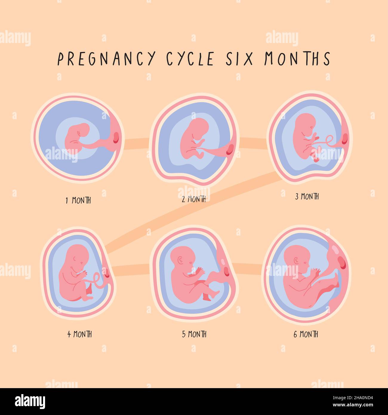 ciclo di sviluppo embrionale sei mesi Illustrazione Vettoriale