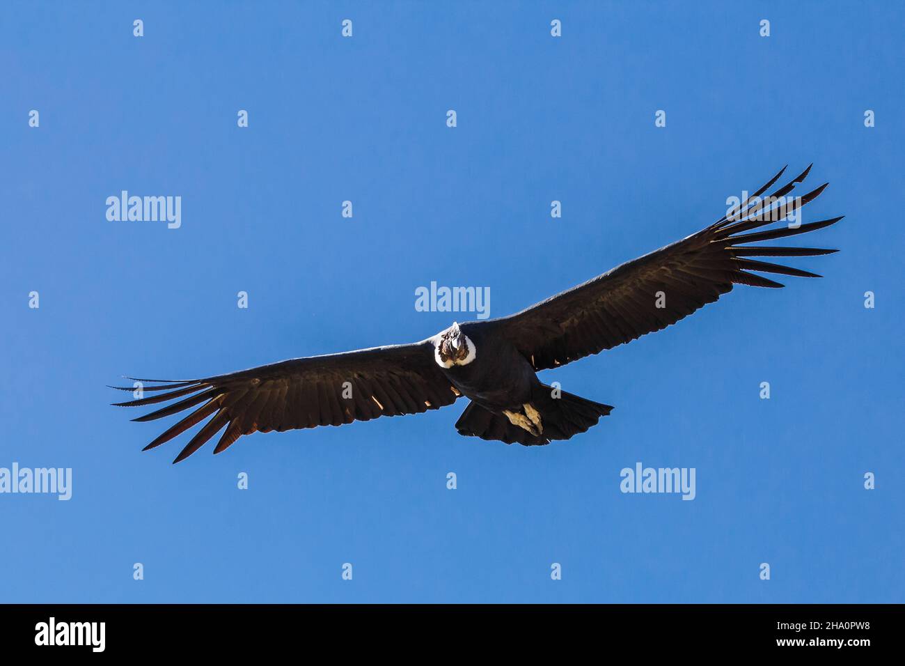 Preda delle pecore blu immagini e fotografie stock ad alta risoluzione ...