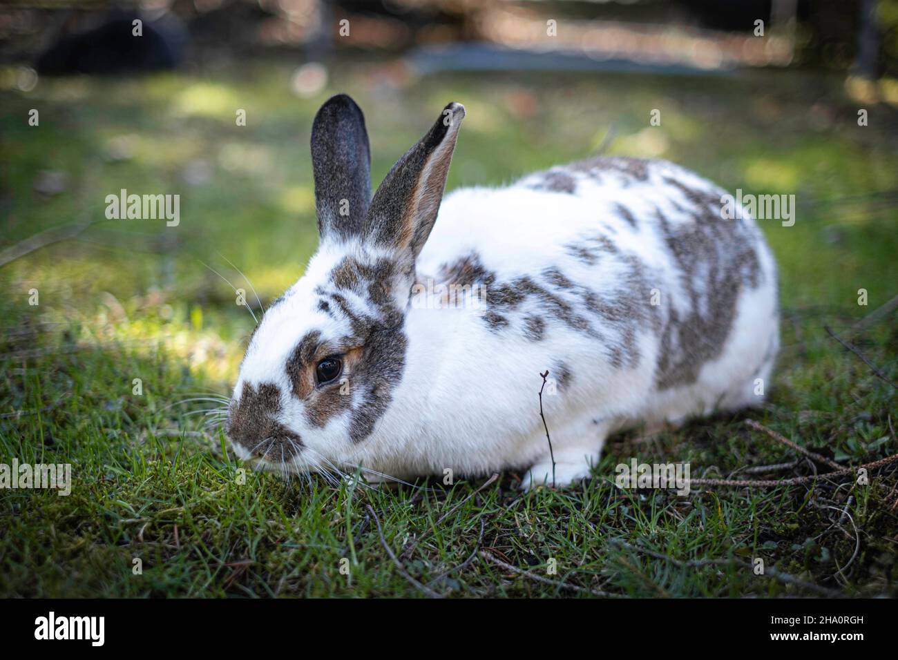 Coniglio marrone e bianco che mangia erba Foto Stock