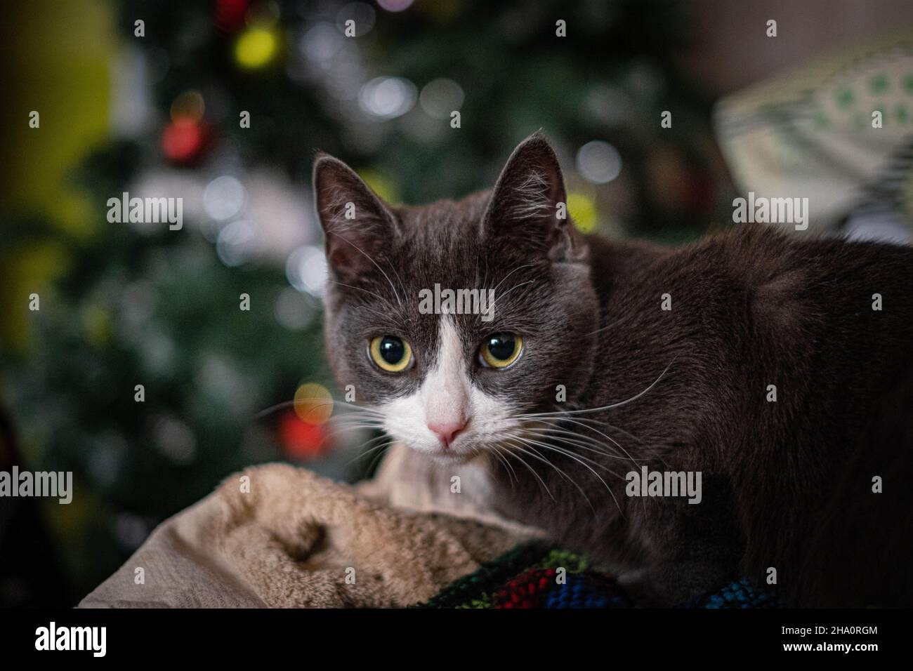 Gatto con occhi verdi luminosi Foto Stock