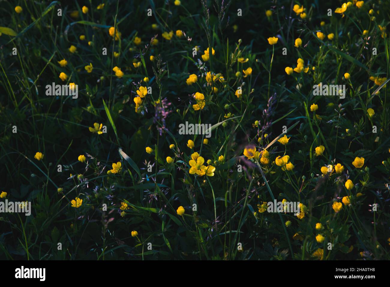 Glade scura con coppe gialle Foto Stock