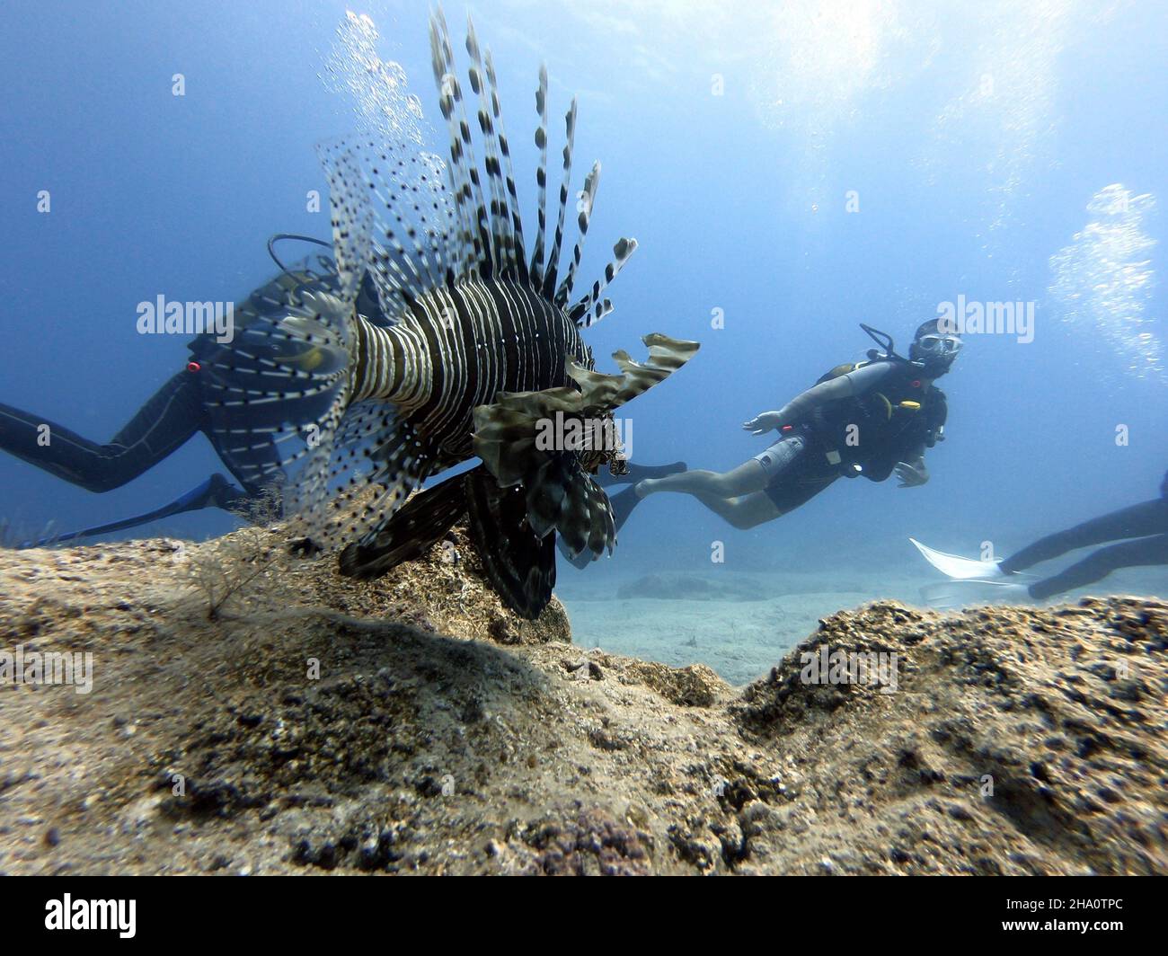 un pesce leone nuota con i subacquei Foto Stock