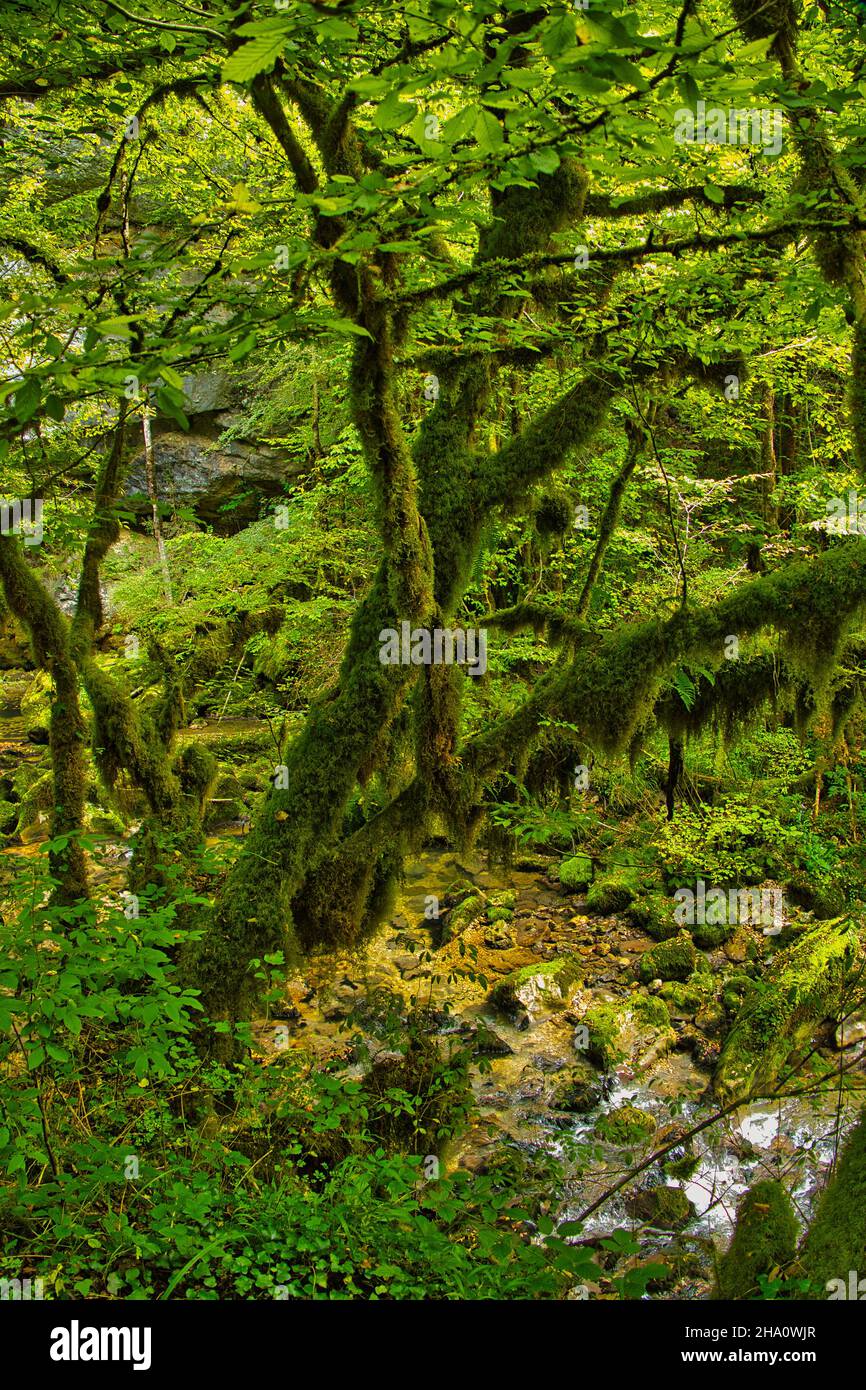 Foresta da favola nel Giura francese. Alberi ricoperti di muschio nella fitta foresta delle Gorges de l'Abîme, Saint-Claude, Giura, Francia Foto Stock