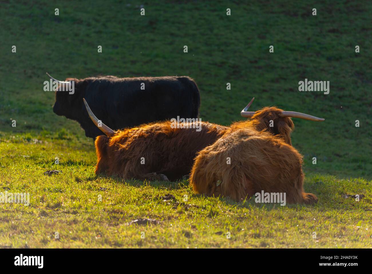 Mucche delle Highland e bovini neri lungo Rennweg alla stazione di Mddle di Obersalzbergbahn, Berchtesgaden, alta Baviera, Germania meridionale, Europa Foto Stock