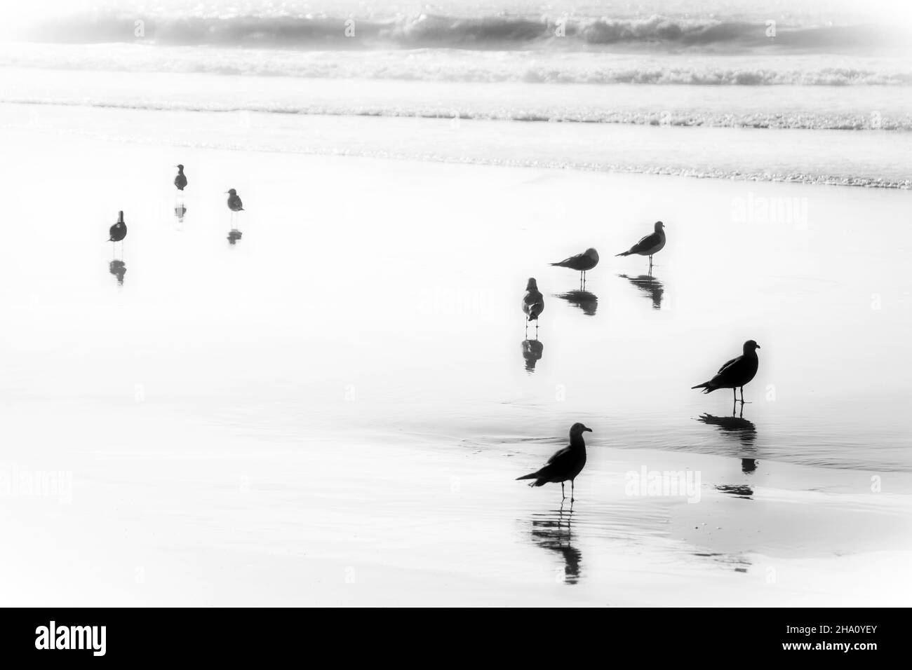 Un gruppo di otto (8) uccelli marini che camminano sulla sabbia. Newport Beach, California, Stati Uniti. Foto Stock