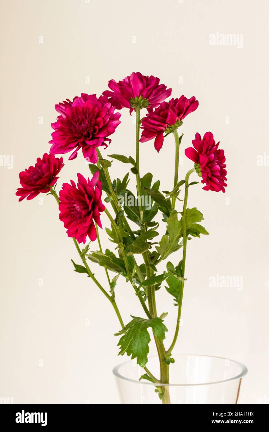 Crisantemi rossi magenta in vaso Foto Stock
