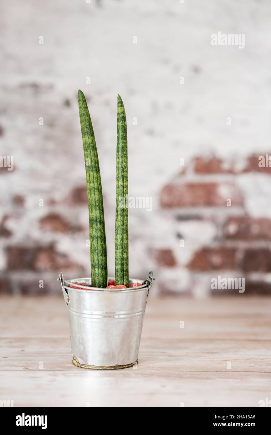 Dracaena cylindrica, originaria dell'Africa tropicale in Angola, è coltivata come pianta ornamentale. Ora è stato incluso nel genere Dracaena Foto Stock