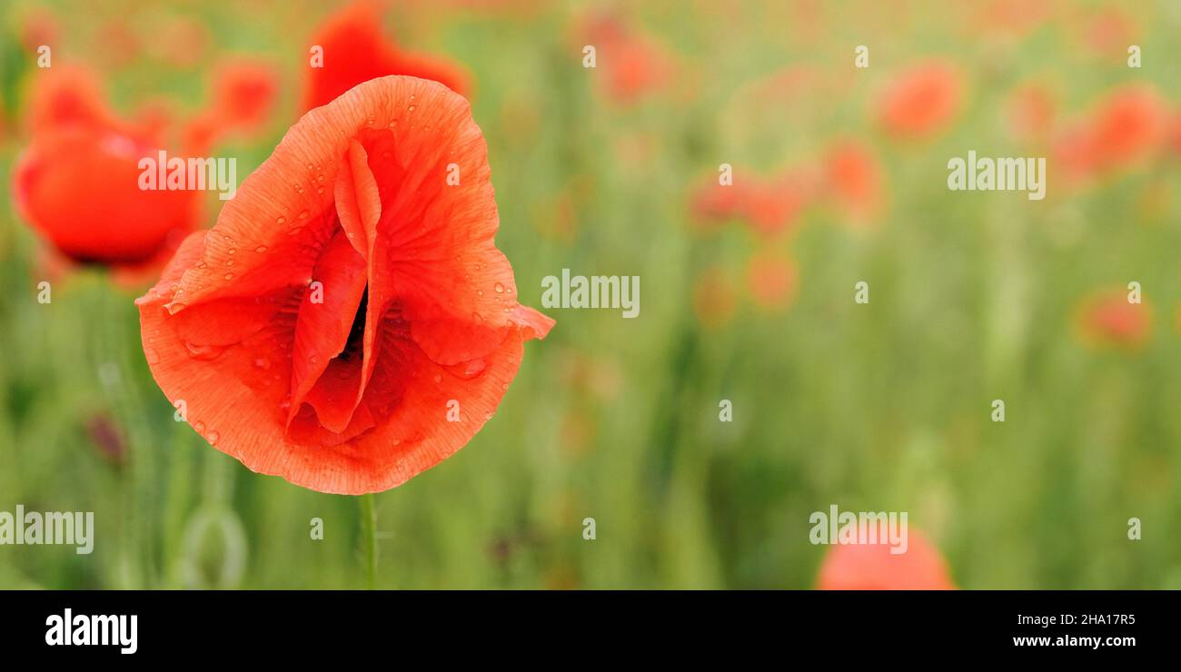 Fiore di papavero rosso brillante, petali bagnati dalla pioggia, primo piano, sfondo di campo verde sfocato Foto Stock