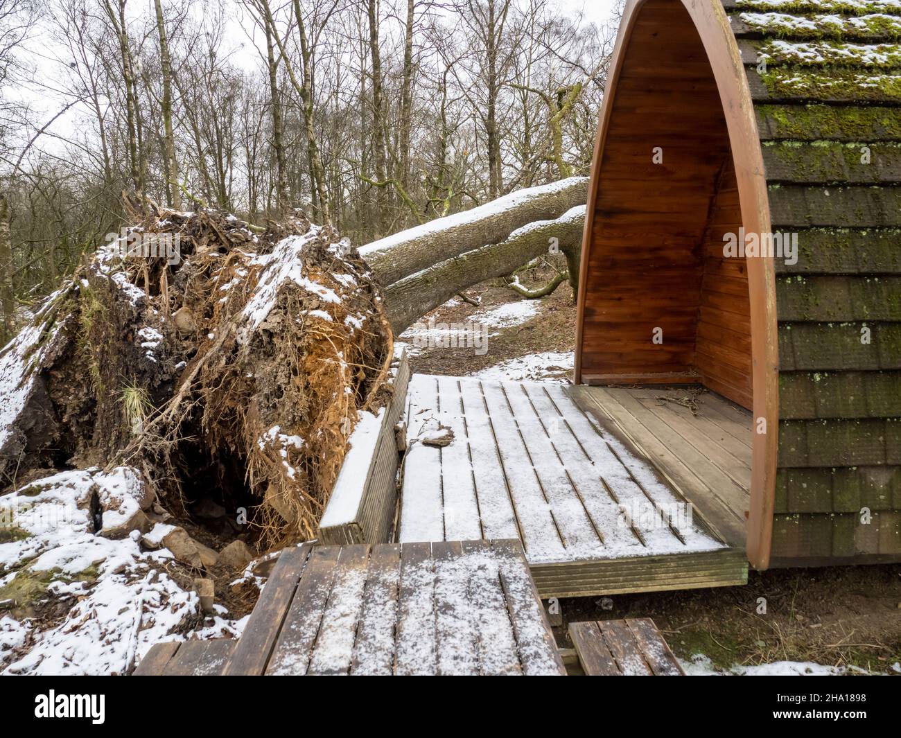 Alberi soffiato da Storm Arwen su un campeggio sulla riva del lago Windermere, Ambleside, Lake District, Regno Unito. Foto Stock