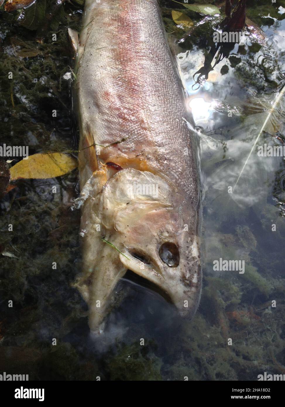 primo piano su un galleggiamento di pesci morti sulla superficie dell'acqua del fiume, lago tossico inquinato e avvelenato, ambiente e acqua concetto di inquinamento industriale. Foto Stock