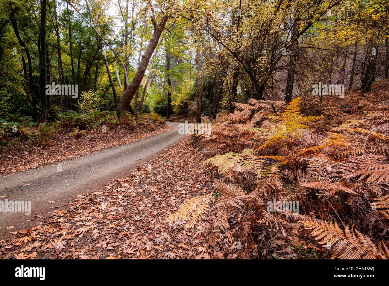 Strada vuota in una valle in autunno con alberi e foglie. Paesaggio stagionale Foto Stock