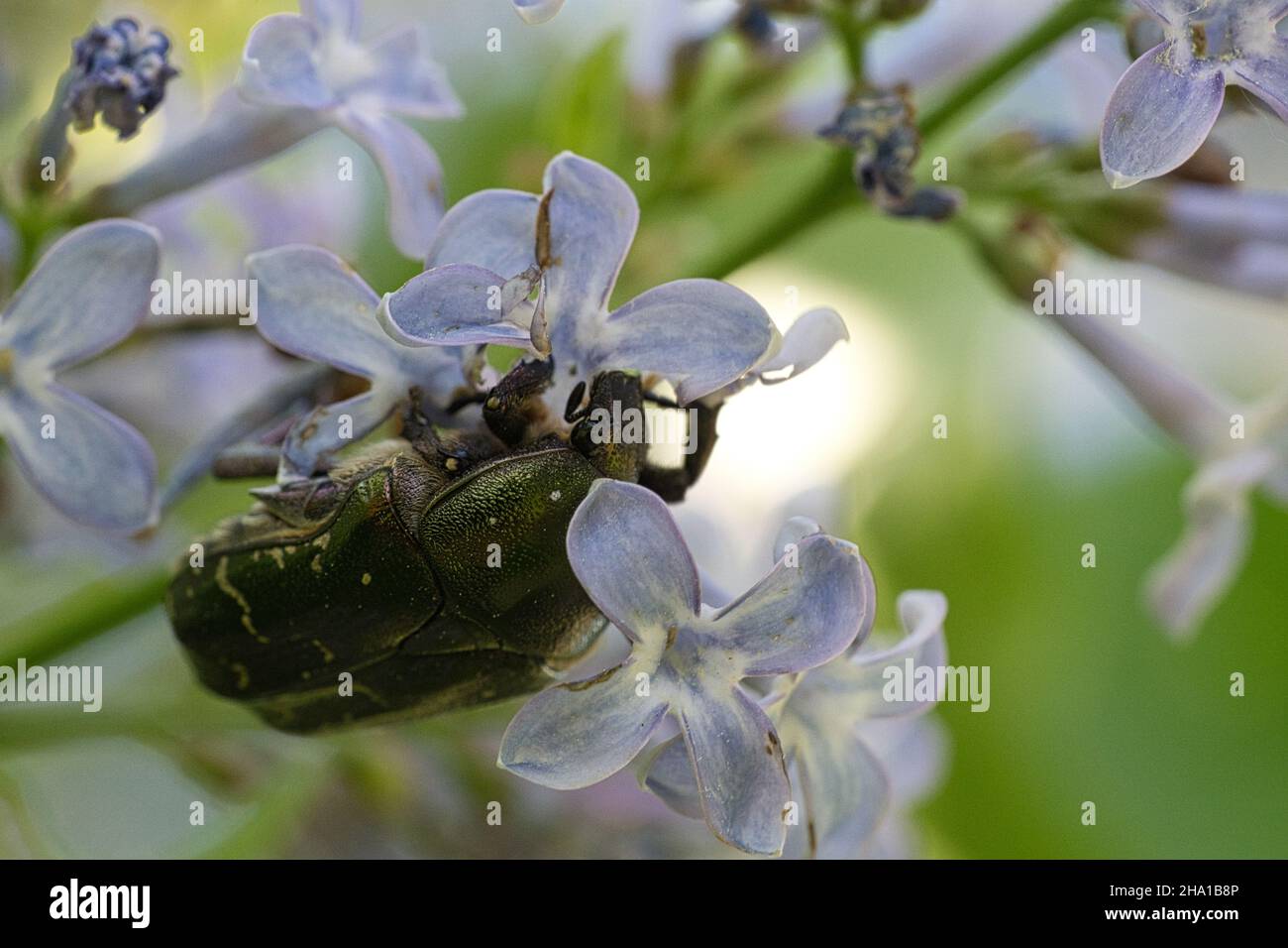 Gli scarabei di rosa sono una sottofamiglia degli scarabei di corno a foglia. La sottofamiglia è distribuita in tutto il mondo, ma ha il suo centro di distribuzione nei tropici. Il Foto Stock