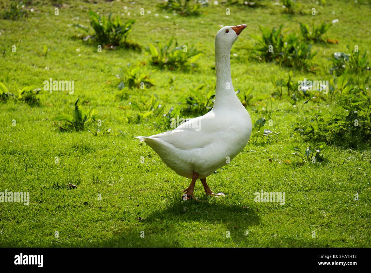 Oca bianca che prancing su un prato verde Foto Stock