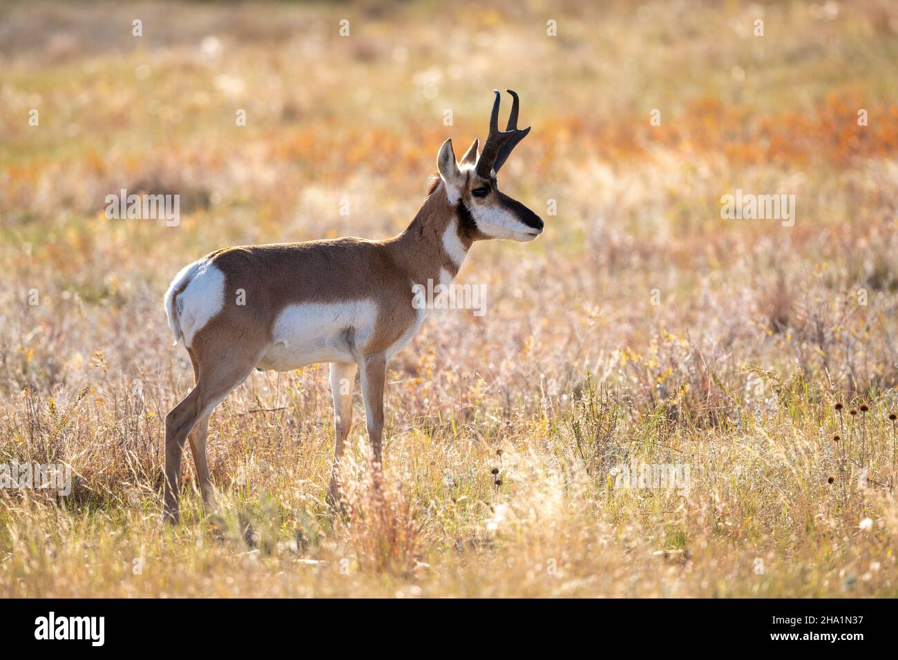 Prunghorn Antelope (Antipocapra americana), Custer state Park, South Dakota, fine ottobre, USA, Di Dominique Braud/Dembinsky Photo Assoc Foto Stock