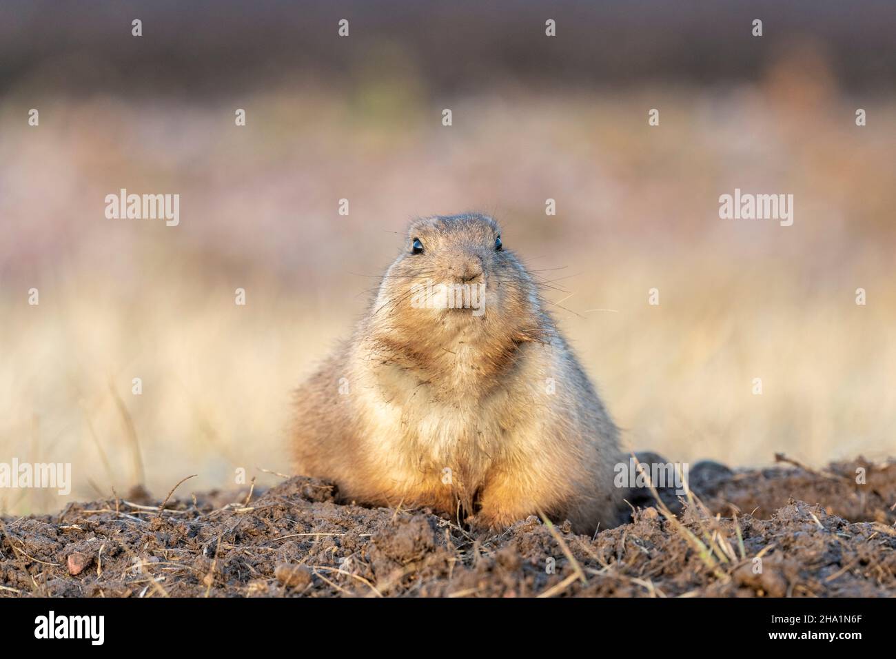 Cane da prateria dalla coda nera (Cynomys ludovicianus), autunno, Wind Cave National Park, South Dakota, USA, di Dominique Braud/Dembinsky Photo Assoc Foto Stock