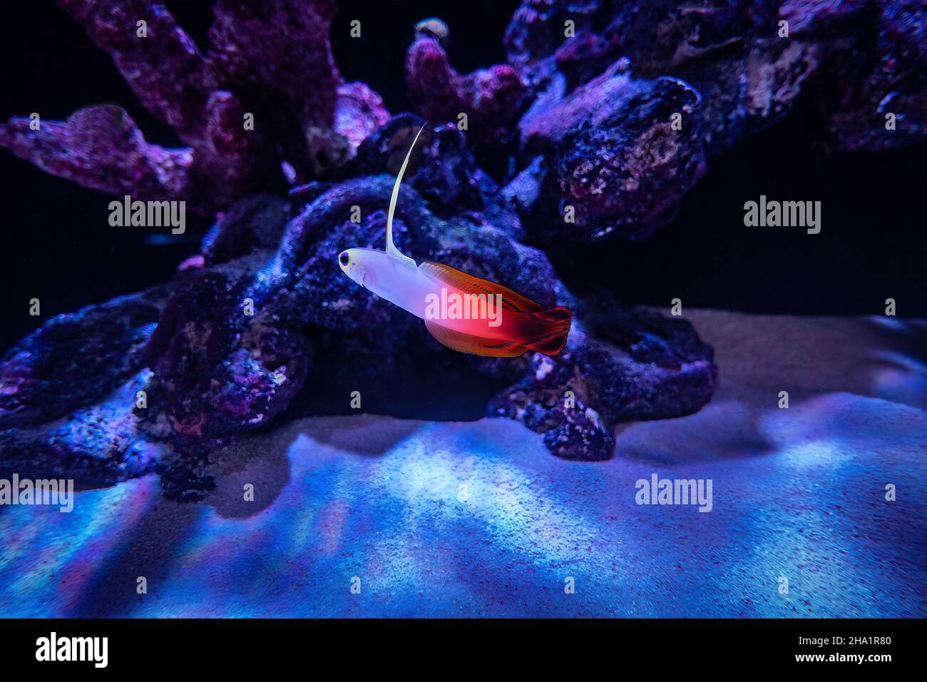 Serbatoio di pesce, pesci tropicali, acquario, subacqueo, Foto Stock