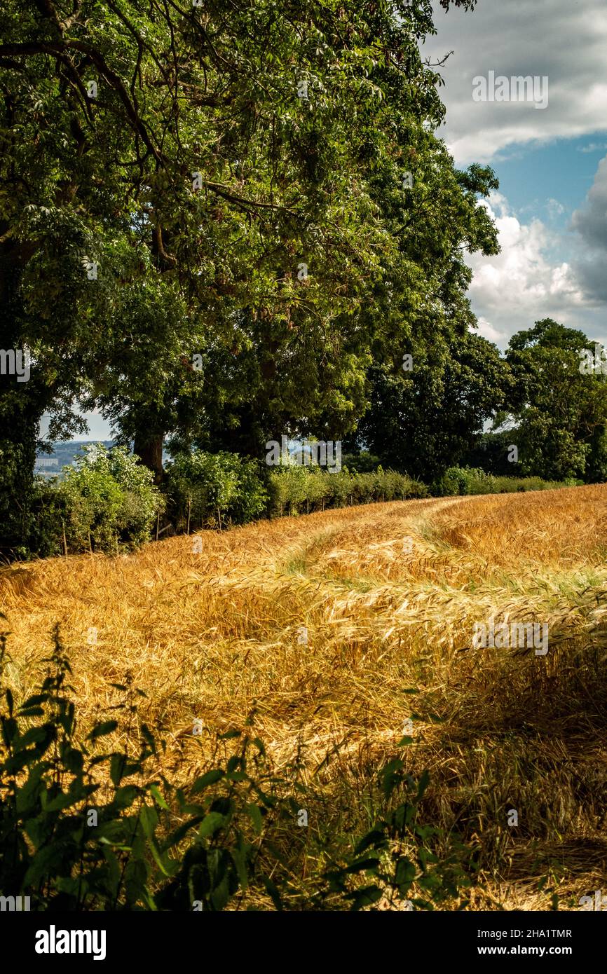 Immagine colorata del campo di grano a Worrall, Sheffield Foto Stock