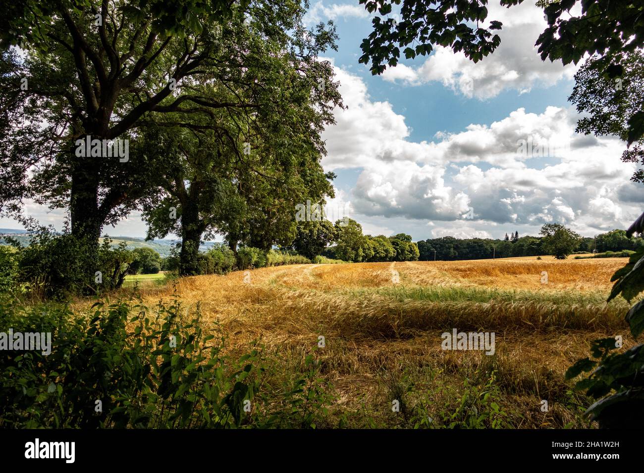 Immagine colorata del campo di grano a Worrall, Sheffield Foto Stock