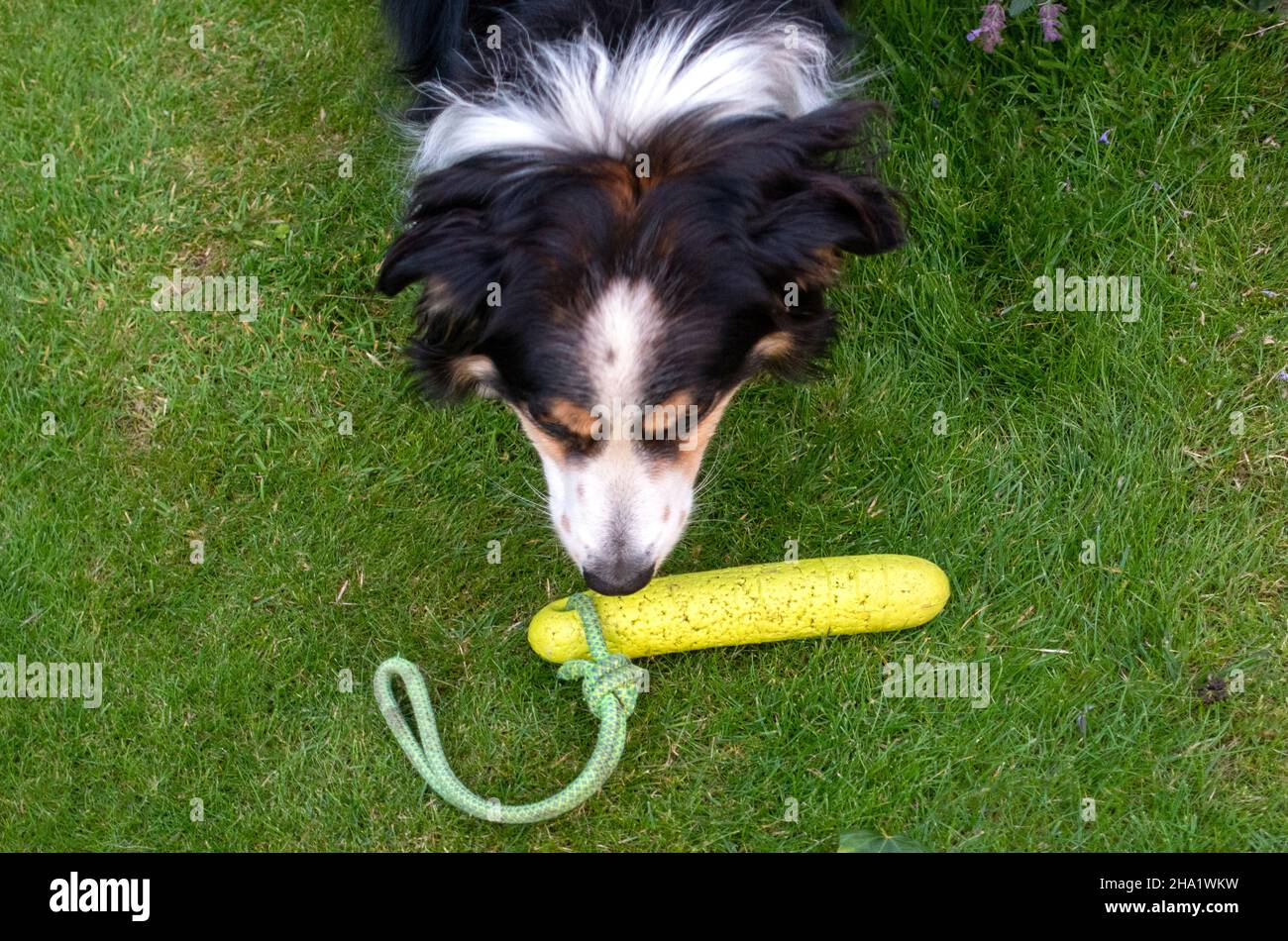 Max Collie cane con giocattolo Foto Stock