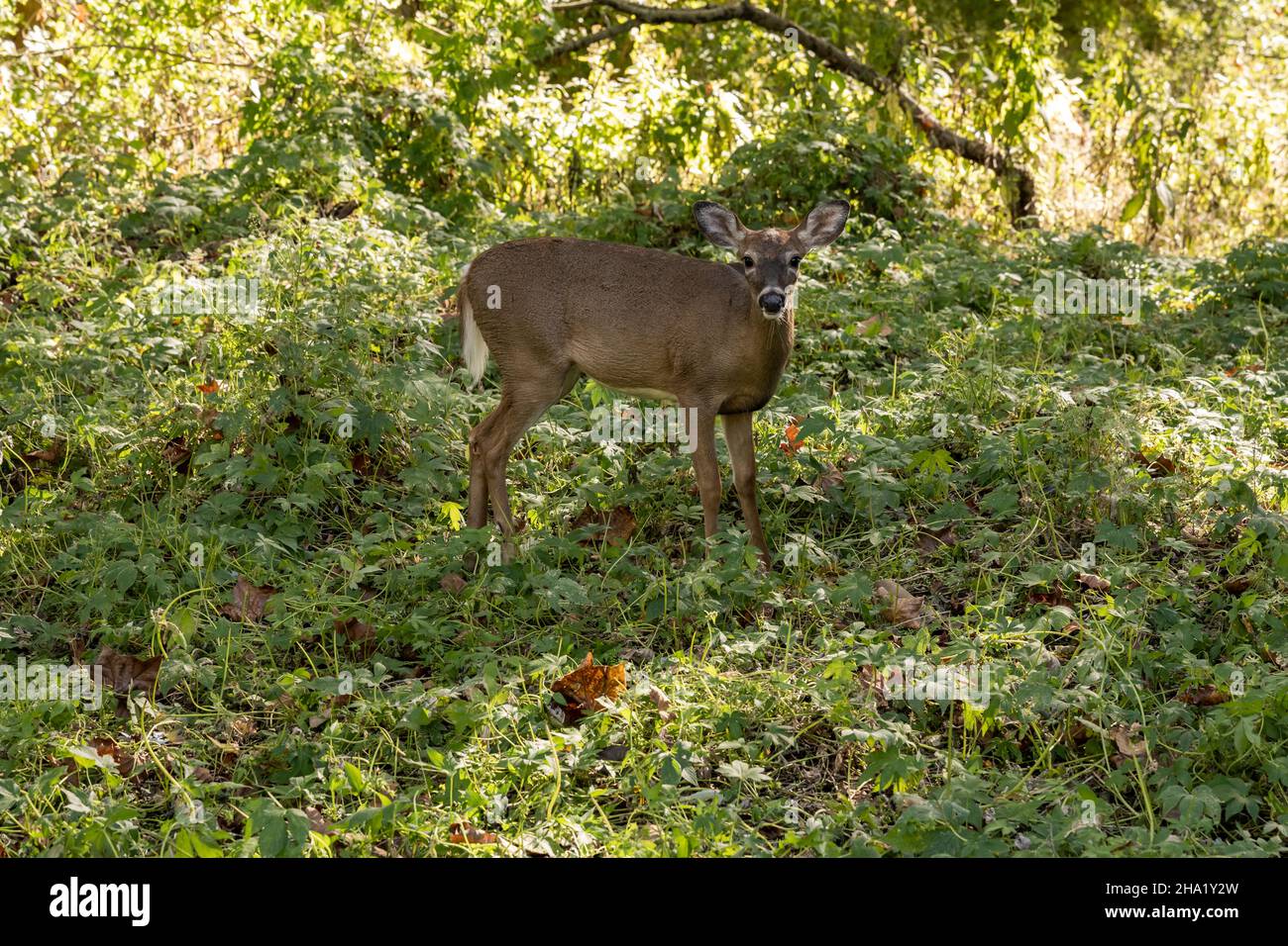 Il piccolo cervo a coda bianca fissa Camera nel Parco Nazionale della Valle di Cuyahoga Foto Stock