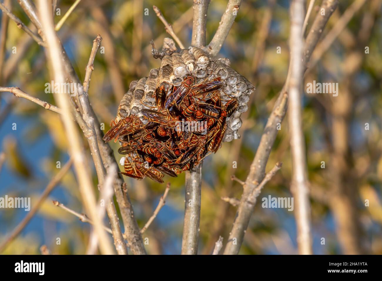 Un nido di Wasp di carta - Polistes bellicosus - appeso su un ramo nel bosco. Il nido è pieno Foto Stock