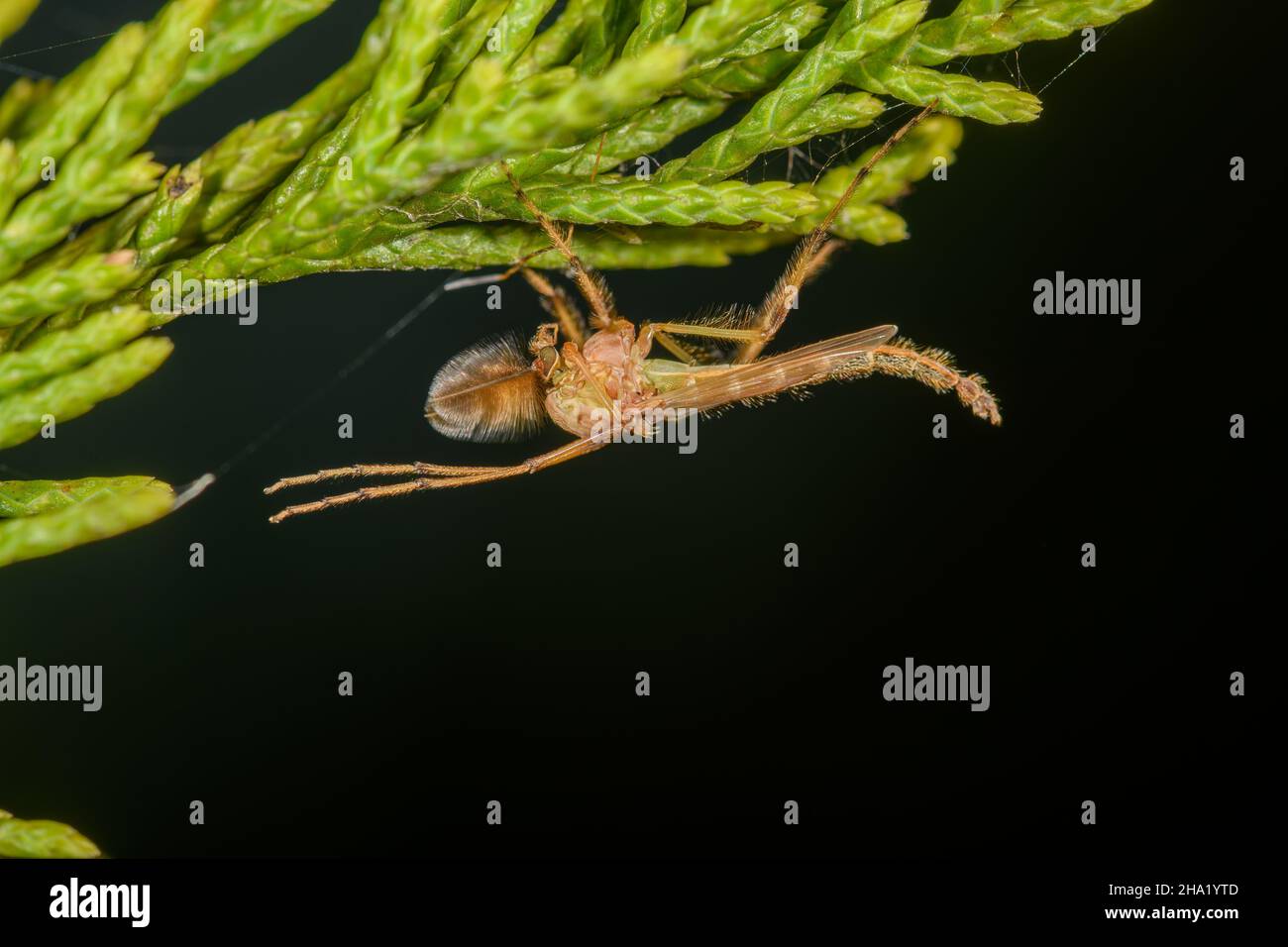 Chironomidae maschio -- ostetricia senza mordere - sospeso a testa in giù da un ramo di ginepro Foto Stock