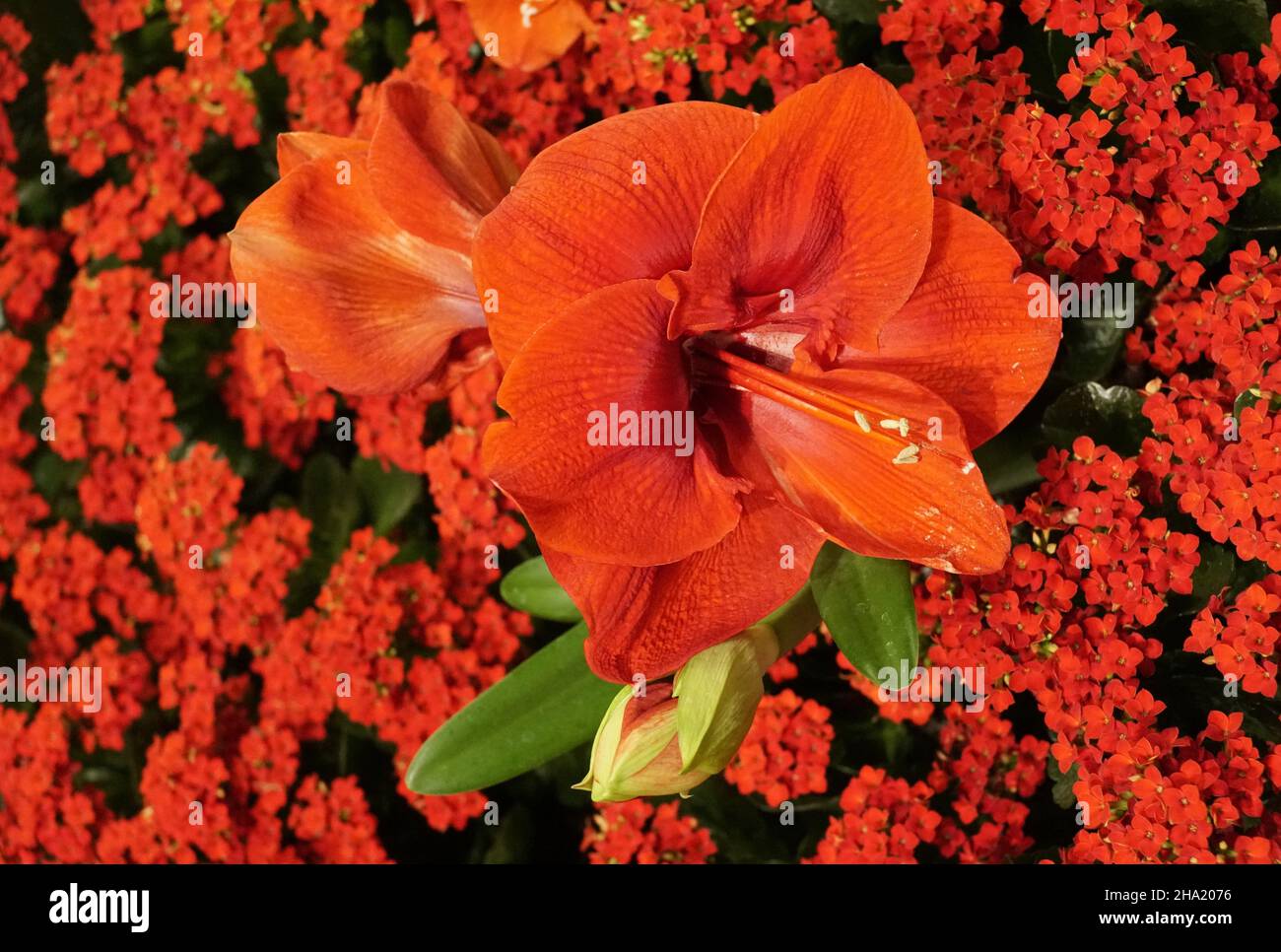 Rosso brillante amaryllis fiore a piena fioritura Foto Stock