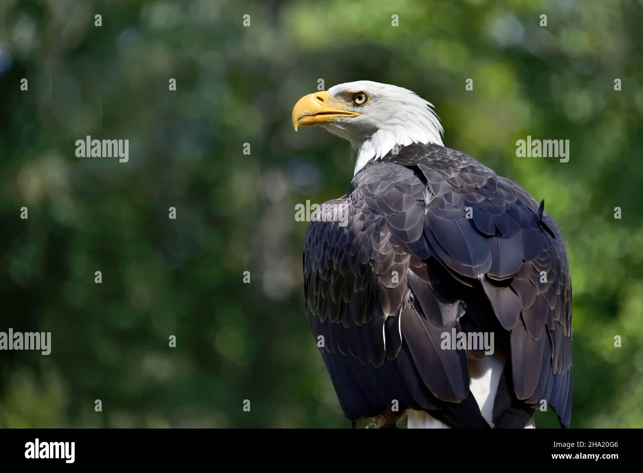 Una vista posteriore di un'aquila Bald americana 'Haliaeetus leucocephalus', guardando indietro sopra la sua spalla sull'isola di Vancouver British Columbia Canada Foto Stock