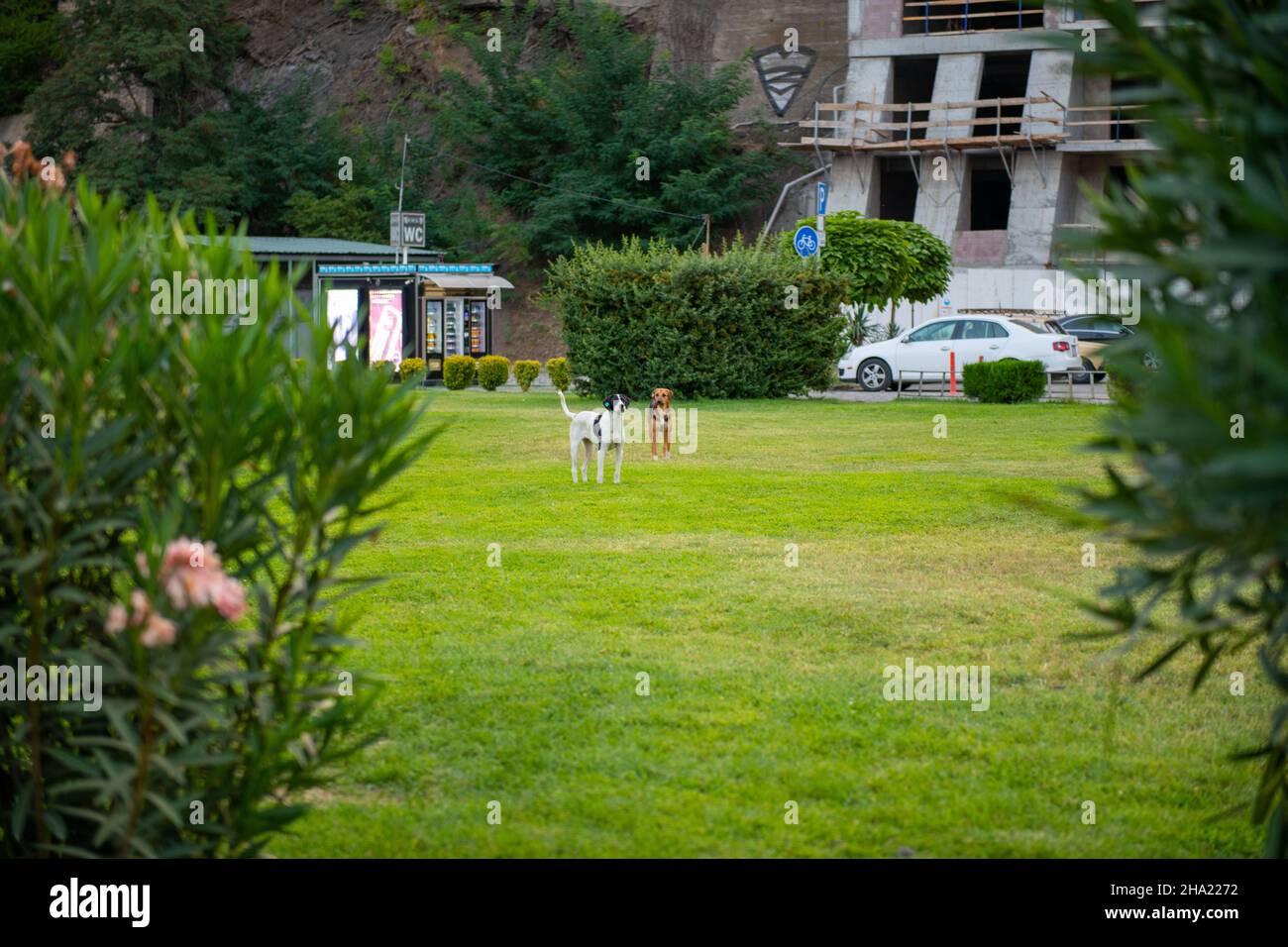 cani che corrono sul prato verde nel parco rike Foto Stock