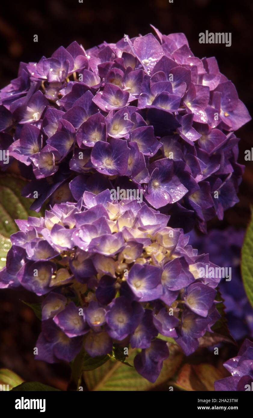 PIANTA DI HYDRANGEA MACROPHYLLA VIOLA E CREMA. Foto Stock