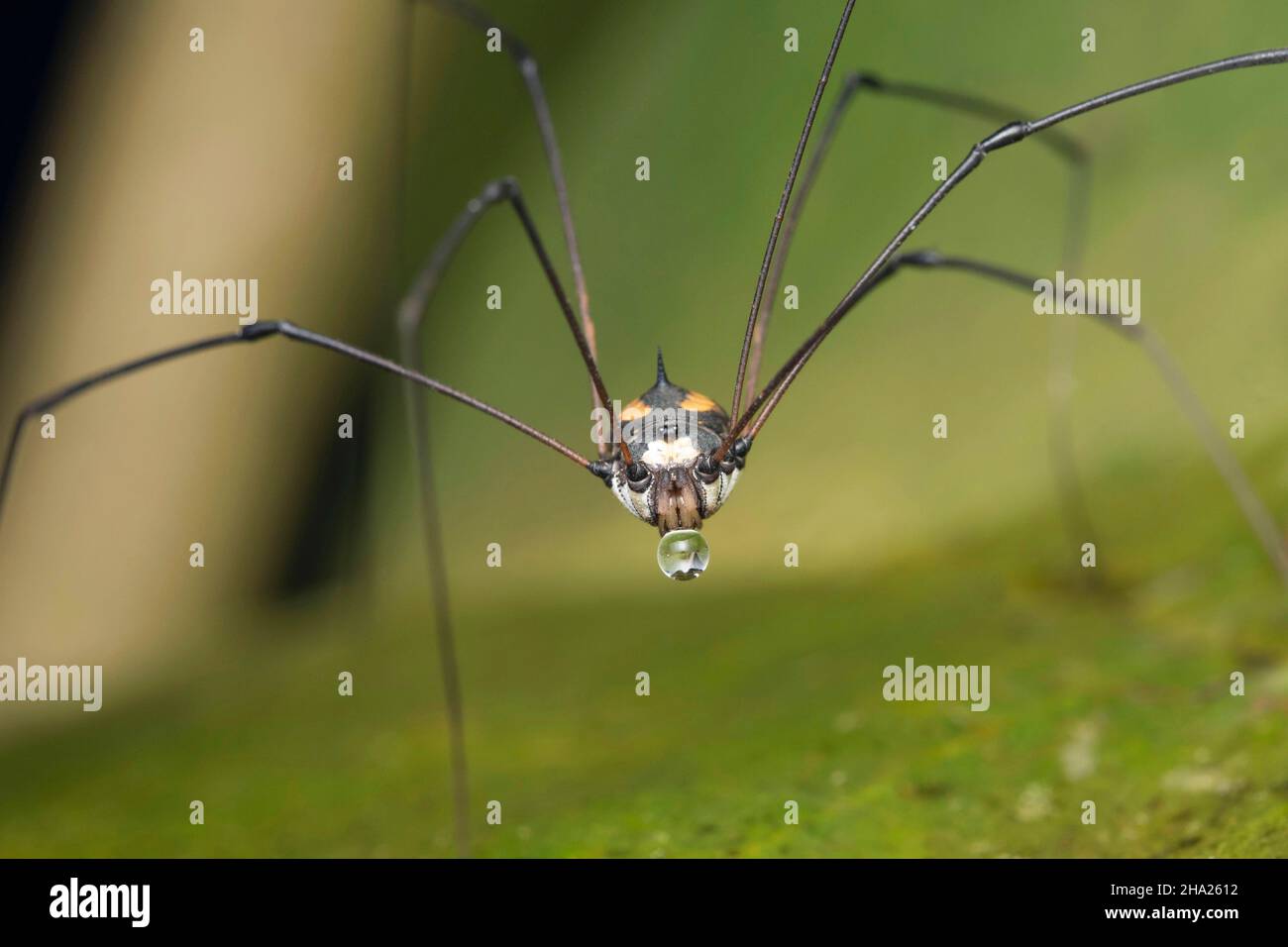 Harvestman o Daddy gambe lunghe primo piano faccia colpo, Bhimashankar, India Foto Stock