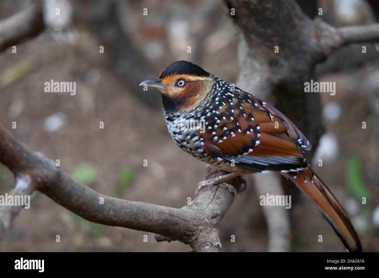 Avvistato Laughingthrush su albero ramo closeup, Lantocincta ocellata, Nepal Foto Stock
